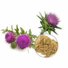 Silymarin Milk Thistle 